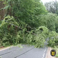 06_23_baum_auf_strasse_weidner_berg_2.jpg